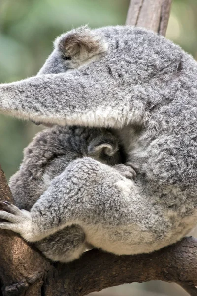 Madre Koala Está Abrazando Joven Joey Bifurcación Árbol — Foto de Stock