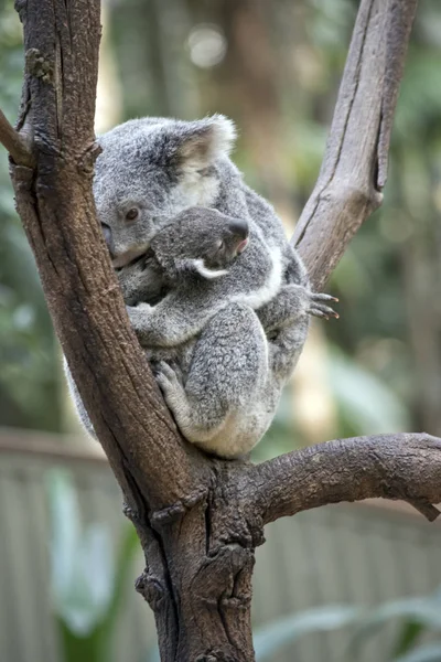 Este Joey Muy Joven Madre Koala Está Abrazando — Foto de Stock