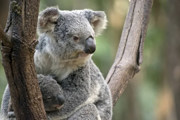 Est Gros Plan Koala Avec Son Joey — Photo