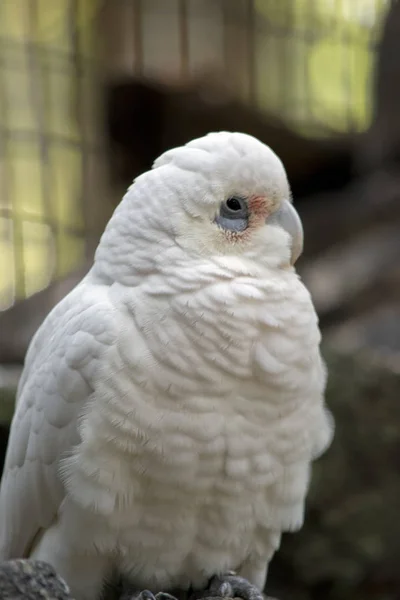 Este Primer Plano Una Pequeña Corella — Foto de Stock