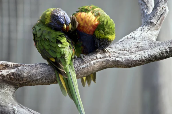 Two Rainbow Lorikeets Preening Each Other — Stock Photo, Image