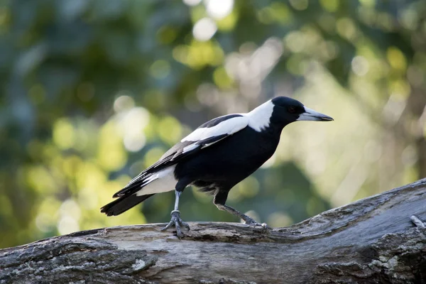 Die Elster Ruht Auf Einem Ast — Stockfoto