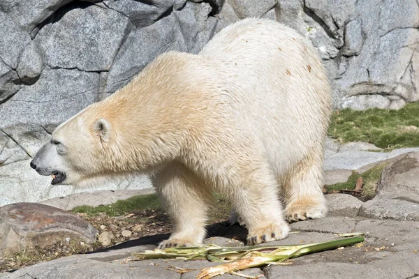 Niedźwiedź Polarny Jest Jedzenie Bambusa — Zdjęcie stockowe