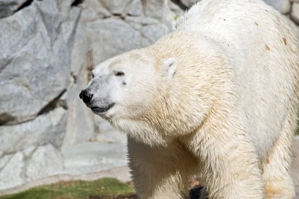 Dies Ist Eine Nahaufnahme Eines Weißen Eisbären — Stockfoto