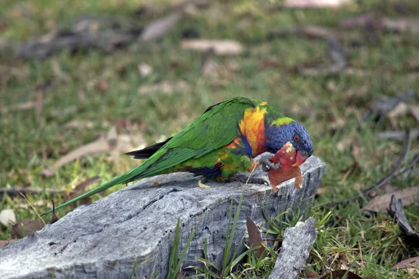 the rainbow lorikeet is eating an apple whie perched on a log