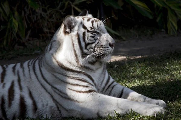 Close Bengal Tiger — Stock Photo, Image