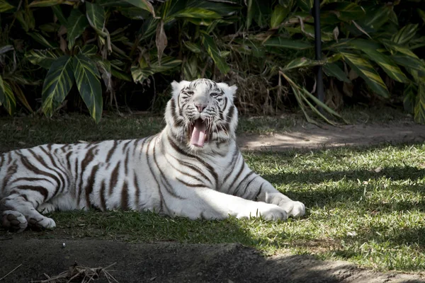 White Tiger Yawning Showing His Long Tongue — Stock Photo, Image