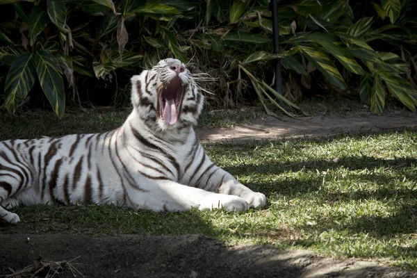 白い虎は彼の長い舌を示すあくびをしている — ストック写真