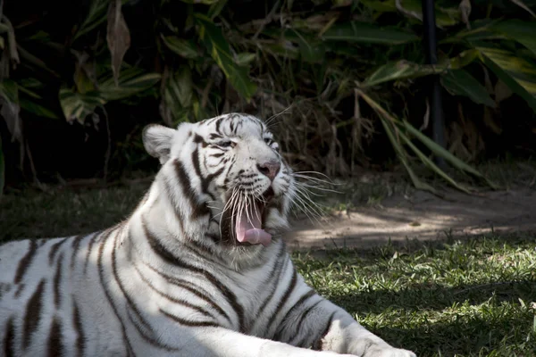 Крупный План Белого Тигра Зевающего — стоковое фото