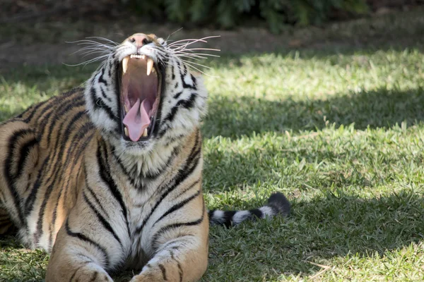 Siberian Tiger Resting Yawning — Stock Photo, Image