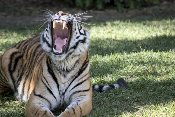 Tijger Het Maken Van Een Lading Brullen — Stockfoto