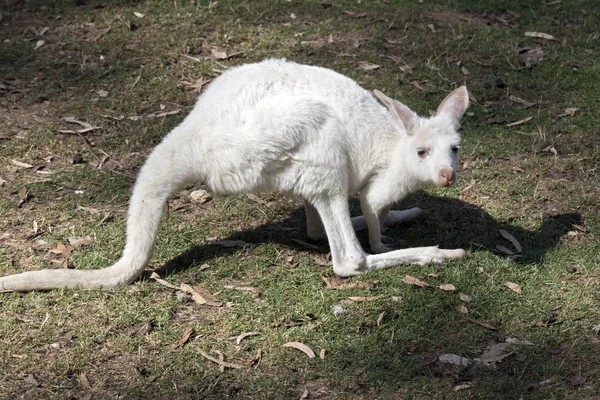 Un albinos joey kangourou — Photo