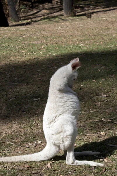 Een albino Joey kangoeroe — Stockfoto