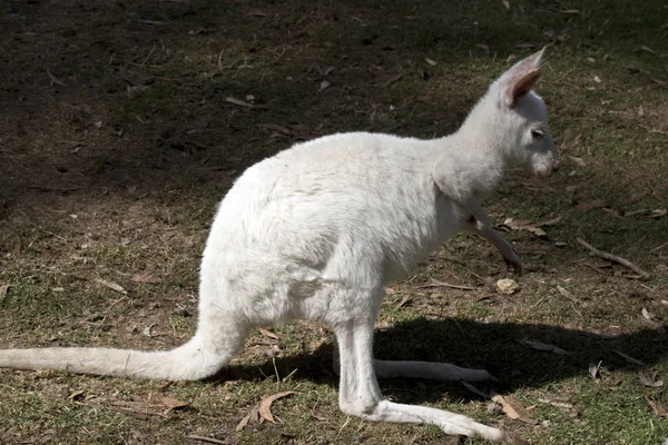 Un canguro albino joey — Foto de Stock