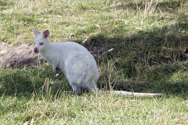 Um wallaby pescoço vermelho albino — Fotografia de Stock