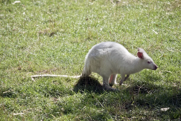 Das Albino-Rothalswallaby von der Seite gesehen — Stockfoto