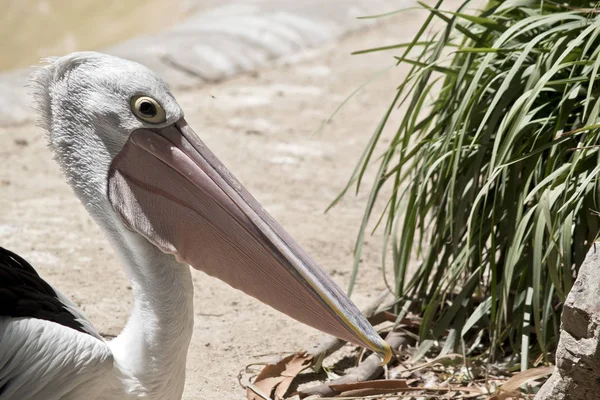 Een Australische pelikaan — Stockfoto