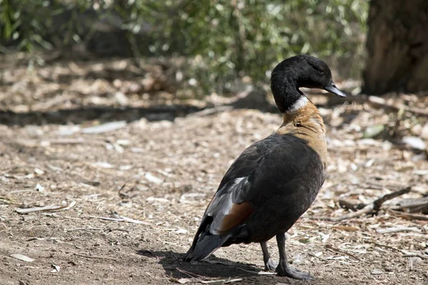 Un pato australiano caminando —  Fotos de Stock