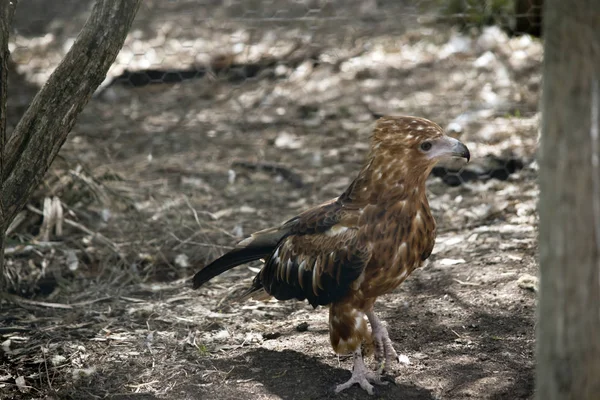 En svart kite Walking — Stockfoto