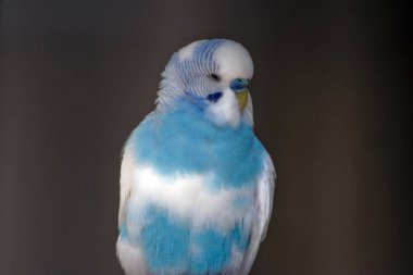bir iyiniyetli Budgie