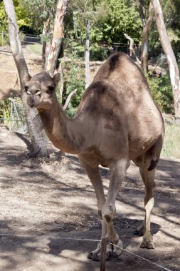 bir deve Camel açık havada