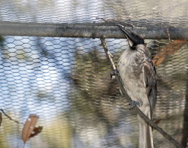 Şube üzerinde gürültülü bir keşiş kuş