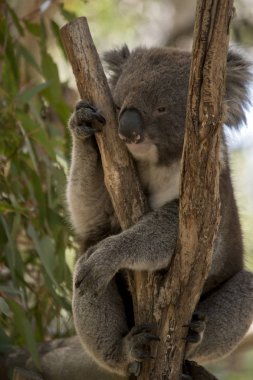 Avustralyalı bir koala