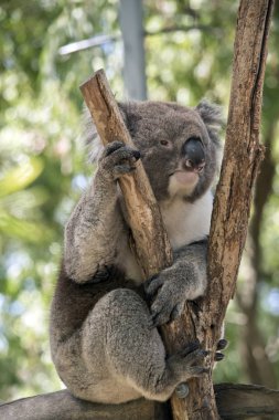 Avustralyalı bir koala