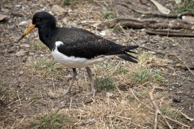 Alaca Poyraz kuşugiller