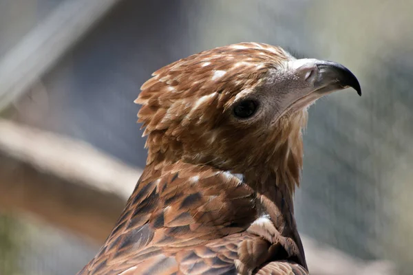 Ein schwarzer Drachen — Stockfoto