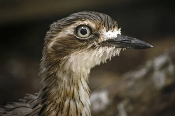 Ein Buschstein Brachvogel — Stockfoto