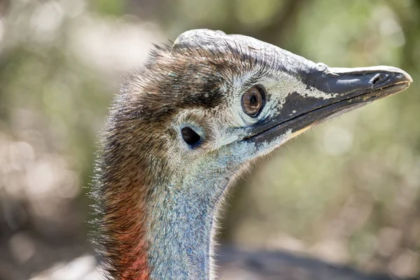 Młody Cassowary — Zdjęcie stockowe