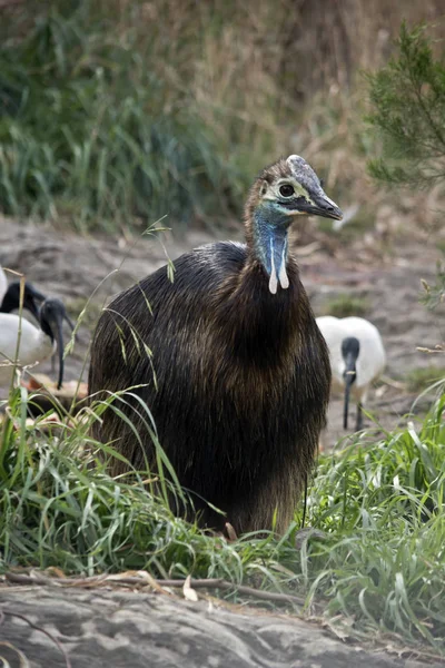 En ung Cassowary — Stockfoto