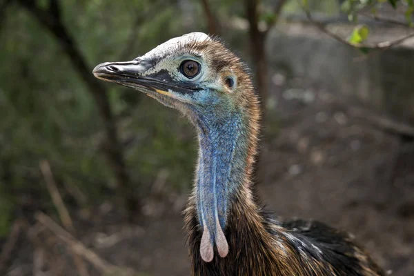 Um jovem cassowary — Fotografia de Stock
