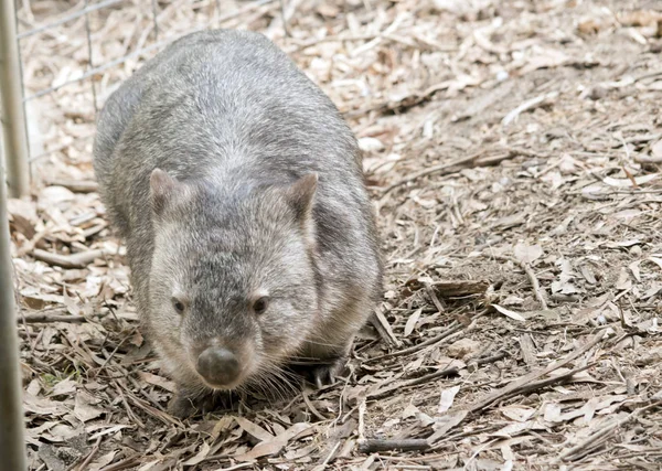En vanlig Wombat — Stockfoto