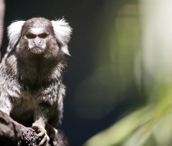 Marmosettapa på ett träd — Stockfoto