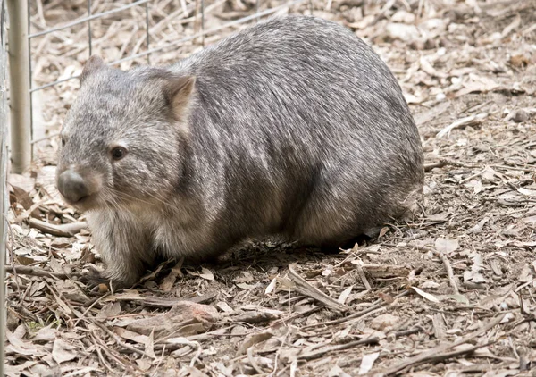 En vanlig Wombat — Stockfoto