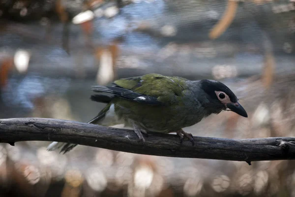 Um figbird macho — Fotografia de Stock