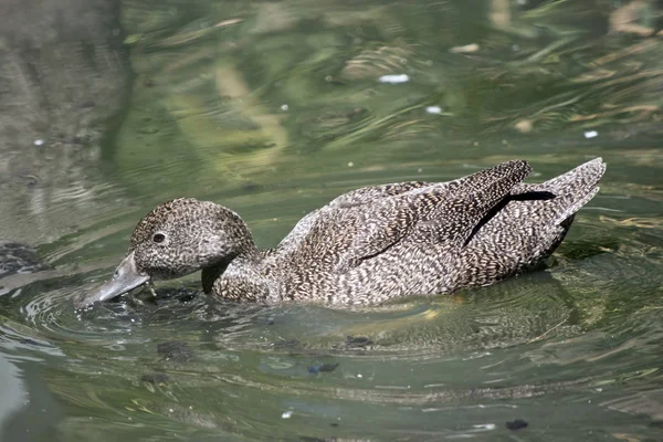 Un pato pecoso bebiendo — Foto de Stock