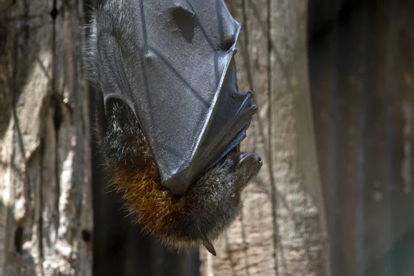 Um morcego de fruta pendurado — Fotografia de Stock