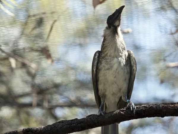 Un oiseau moine bruyant sur la branche — Photo