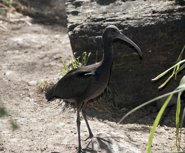 Kum üzerinde parlak bir ibis — Stok fotoğraf