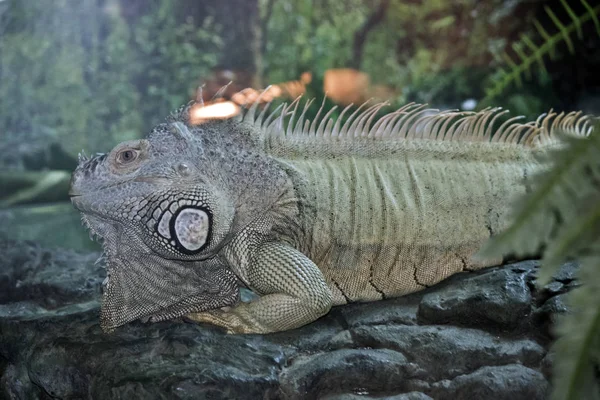 Un'iguana verde che riposa — Foto Stock