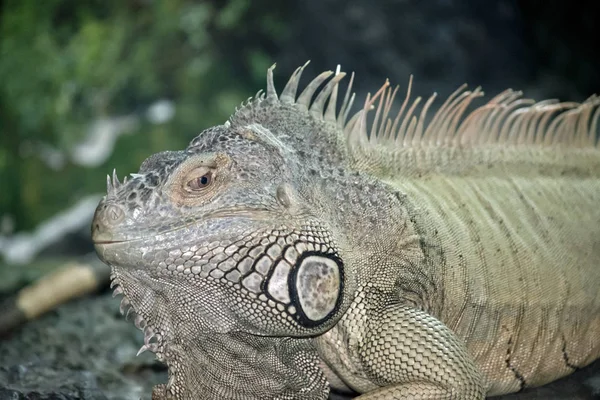 Yeşil bir Iguana istirahat — Stok fotoğraf