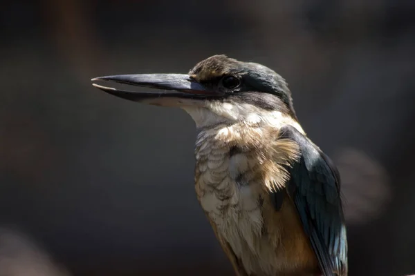 Detta är en nära upp av en kungsfiskare — Stockfoto