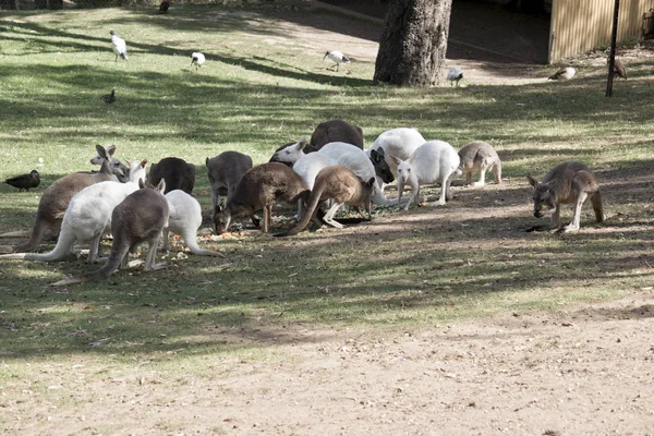 A mob of kangaroos — Stock Photo, Image