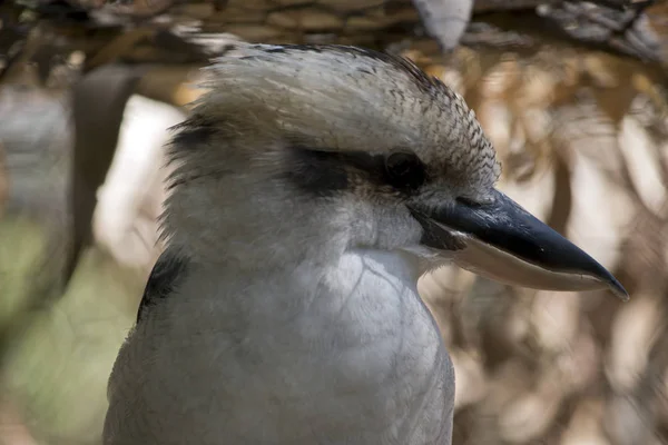 Roześmiany kookaburra — Zdjęcie stockowe
