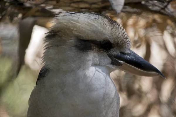 Ein lachender Kookaburra — Stockfoto