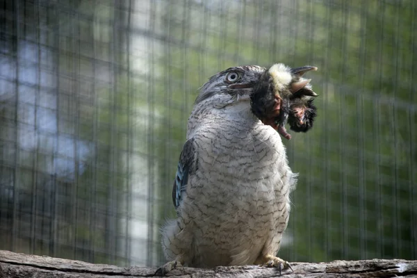 Kookaburra de alas azules —  Fotos de Stock