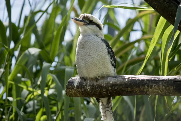 A  laughing kookaburra in a tree — Stock Photo, Image